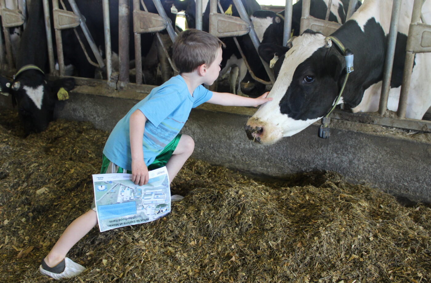 a boy petting a cow