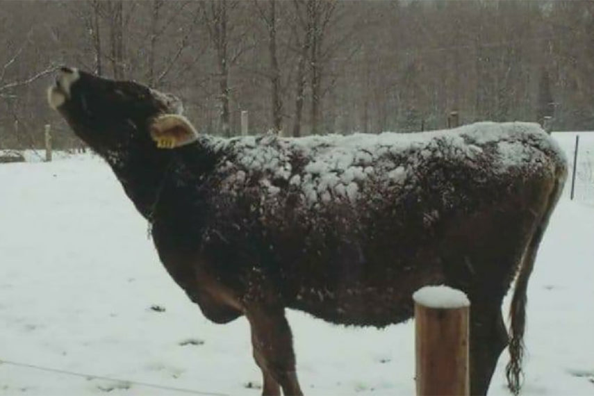 Cow enjoying snowfall